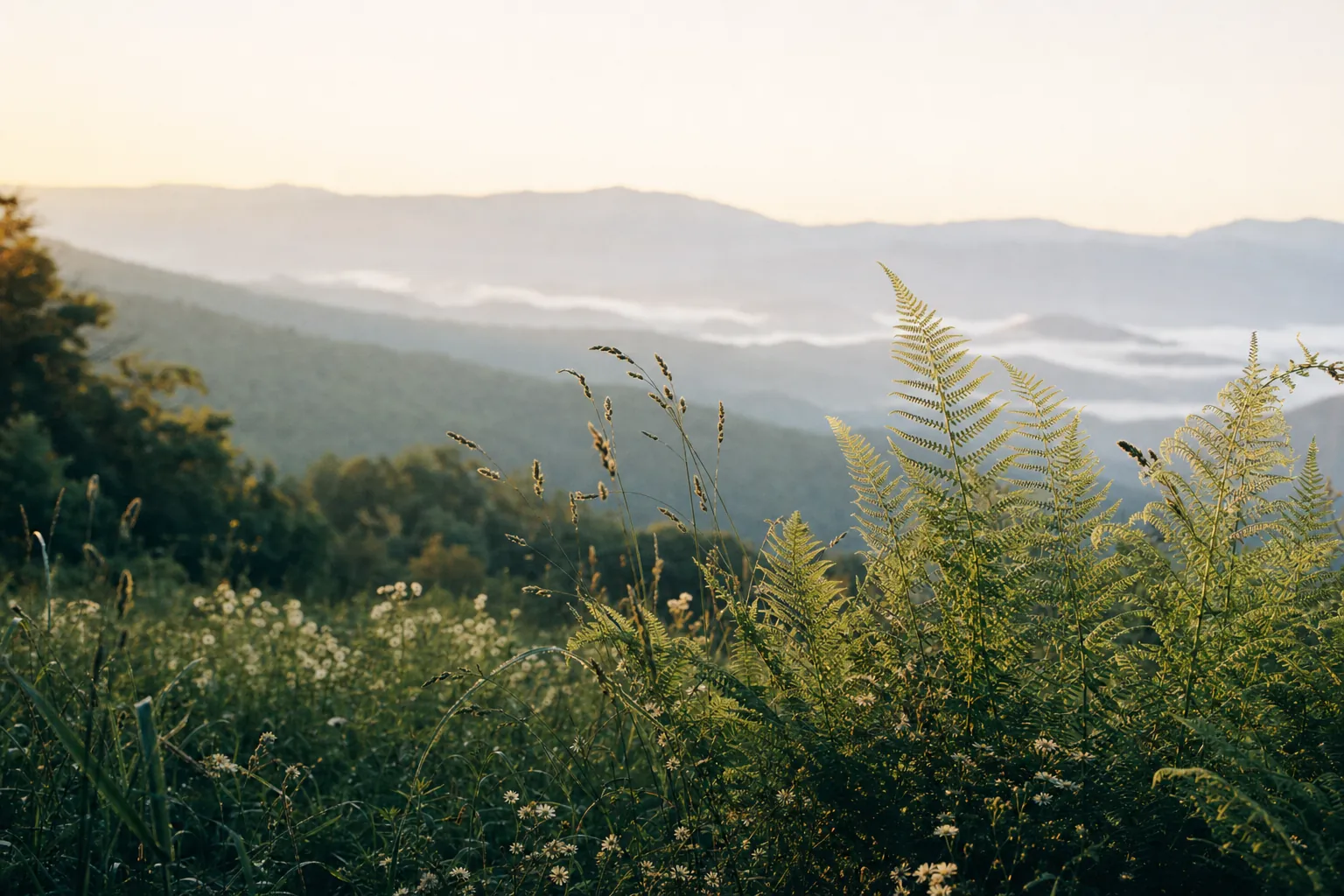 Morning light over an Appalachian meadow
